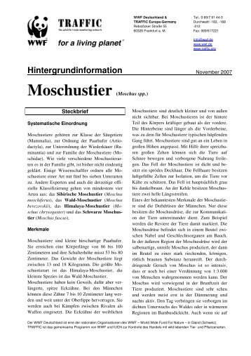 Moschustier (Moschus spp.)