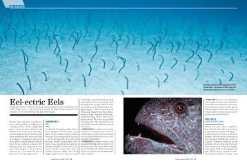 Scuba Diving Magazine - Terry Ward