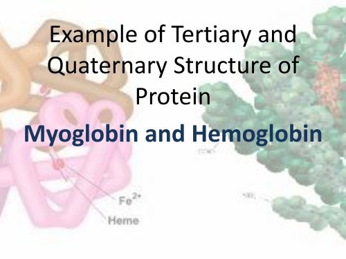 Hemoglobin and Myoglobin - UMK CARNIVORES 3