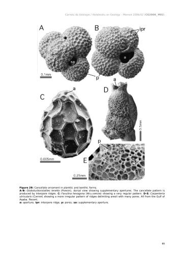 Carnets de GÃ©ologie / Notebooks on Geology - Memoir ... - Paleopolis