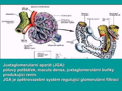 G - AnatomickÃ½ Ãºstav 1.LF UK - Univerzita Karlova