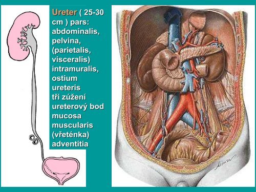 G - AnatomickÃ½ Ãºstav 1.LF UK - Univerzita Karlova