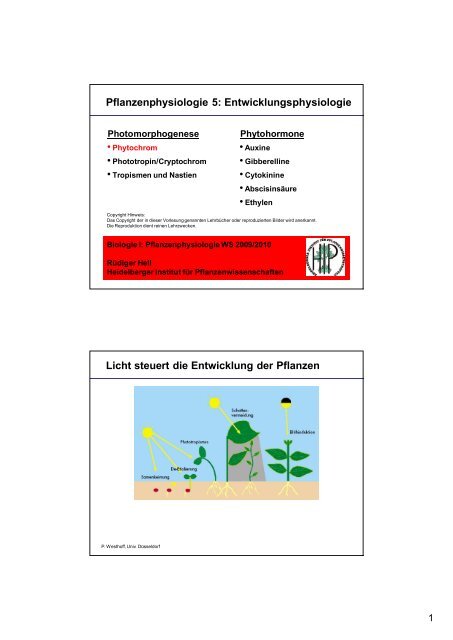 Pflanzenphysiologie 5: Entwicklungsphysiologie Licht ... - ZMBH