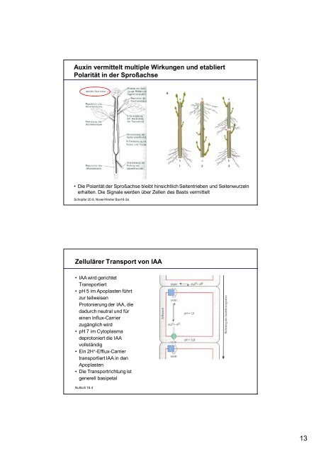 Pflanzenphysiologie 5: Entwicklungsphysiologie Licht ... - ZMBH