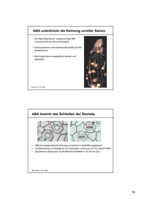 Pflanzenphysiologie 5: Entwicklungsphysiologie Licht ... - ZMBH