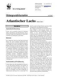 Atlantischer Lachs (Salmo salar)