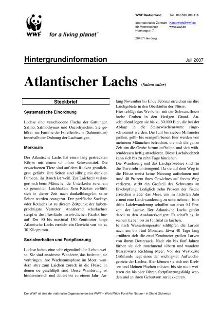 Atlantischer Lachs (Salmo salar)