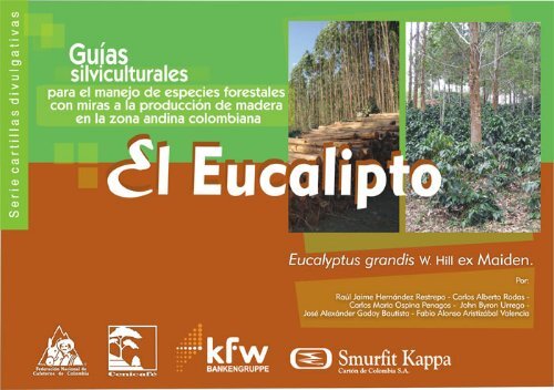 Eucalyptus grandis - CenicafÃ©