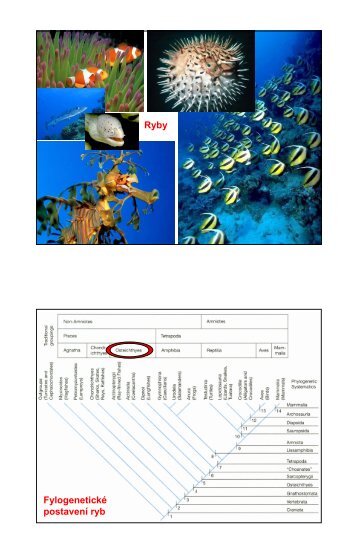 Ryby FylogenetickÃ© postavenÃ­ ryb
