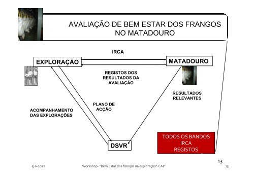 bem estar dos frangos