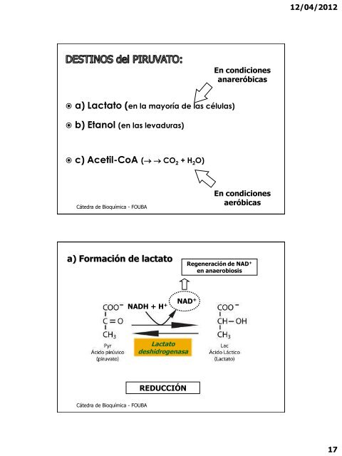 GlucÃ³lisis. Metabolismo de otras hexosas