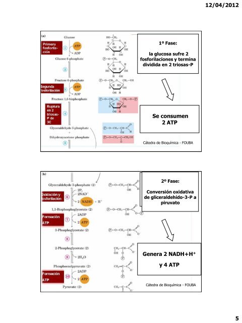 GlucÃ³lisis. Metabolismo de otras hexosas