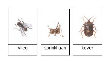 woordkaarten insekten.pdf - Kleutergroep