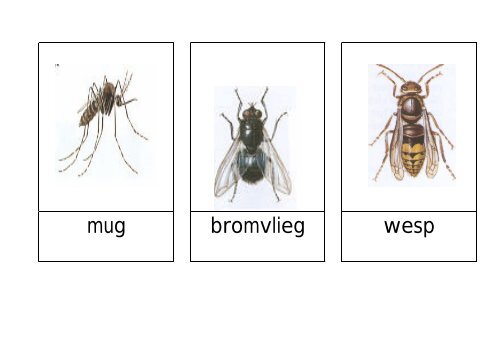 woordkaarten insekten.pdf - Kleutergroep