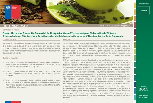 (Camellia sinensis) para ElaboraciÃ³n de TÃ© Verde Diferenciado - Fia