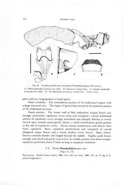 A revision of the genus Deltote RL and its allied genera from Japan ...