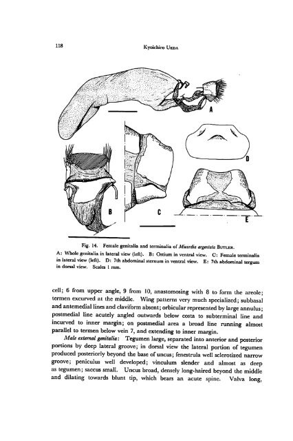 A revision of the genus Deltote RL and its allied genera from Japan ...