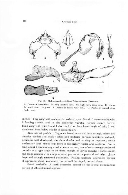 A revision of the genus Deltote RL and its allied genera from Japan ...