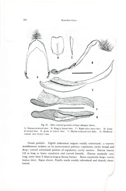 A revision of the genus Deltote RL and its allied genera from Japan ...