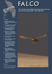 Falco 32 - International Wildlife Consultants Ltd.
