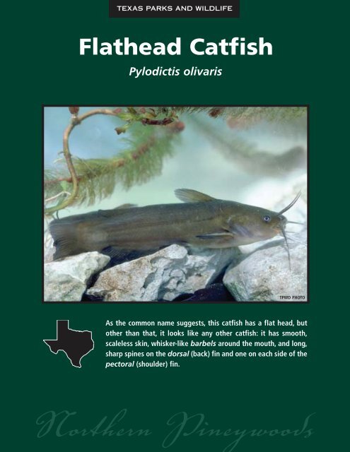 Flathead Catfish - The State of Water