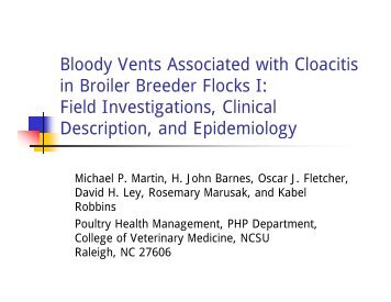 Bloody Vents Associated with Cloacitis in Broiler Breeder Flocks I ...