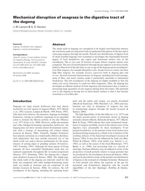 Mechanical disruption of seagrass in the digestive tract of the dugong