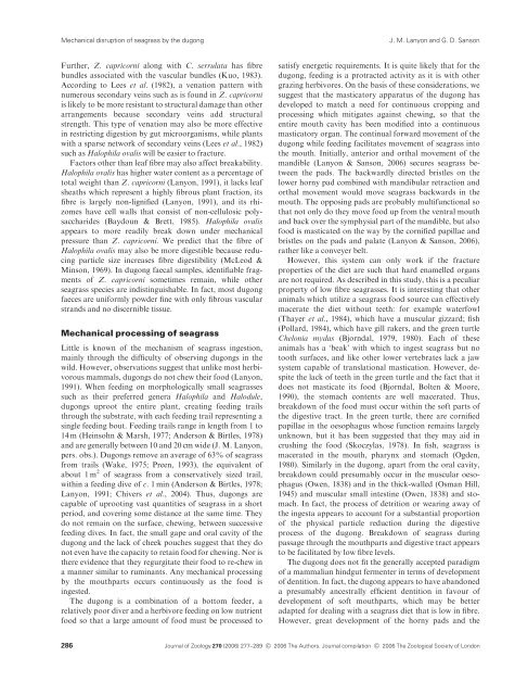 Mechanical disruption of seagrass in the digestive tract of the dugong