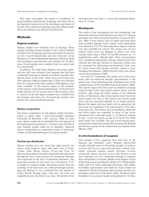 Mechanical disruption of seagrass in the digestive tract of the dugong