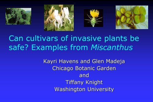 Evaluation of Miscanthus Cultivars for Fecundity and Potential ...