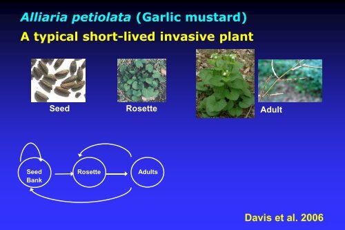 Evaluation of Miscanthus Cultivars for Fecundity and Potential ...