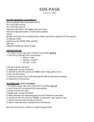 SDS-PAGE and Western Blotting