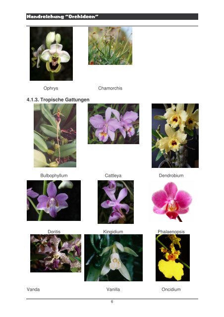 Handout Orchideen - Freundeskreis Botanische GÃ¤rten Bonn ...