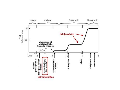 1. Origem dos MetazoÃ¡rios - Instituto de Biologia da UFRJ