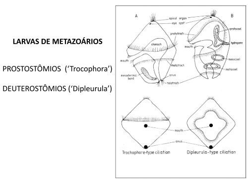 1. Origem dos MetazoÃ¡rios - Instituto de Biologia da UFRJ