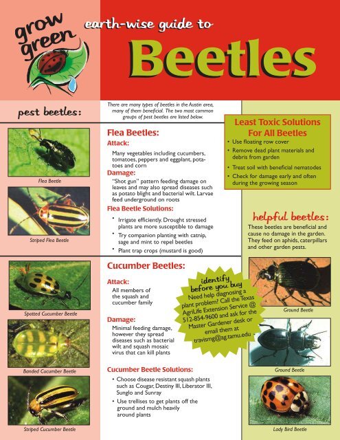 Beetle - Aggie Horticulture