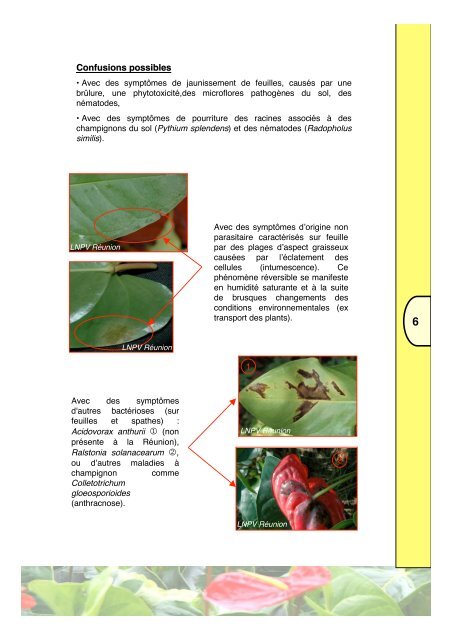 Lutte contre la bactÃ©riose de l'anthurium Xanthomonas axonopodis ...
