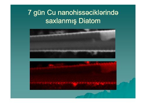 Nanobiotexnologiya XXI Ésrin texnologiyas srin texnologiyasÄ±