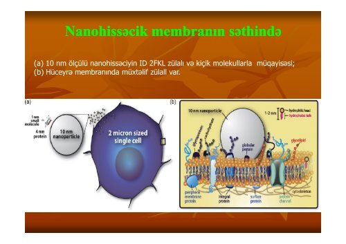 Nanobiotexnologiya XXI Ésrin texnologiyas srin texnologiyasÄ±