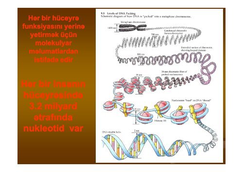 Nanobiotexnologiya XXI Ésrin texnologiyas srin texnologiyasÄ±