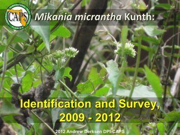 Mikania micrantha Kunth: Identification and Survey, 2009 - 2012