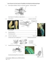 Key to genera of Terebellidae - scamit