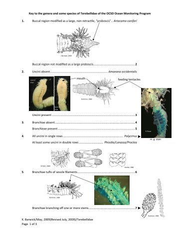 Key to genera of Terebellidae - scamit