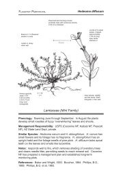 Hedeoma diffusum