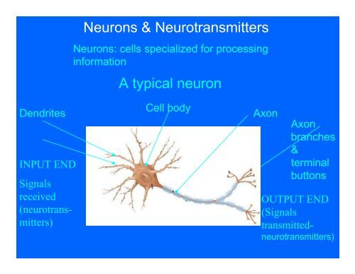 Neurons & Neurotransmitters A typical neuron