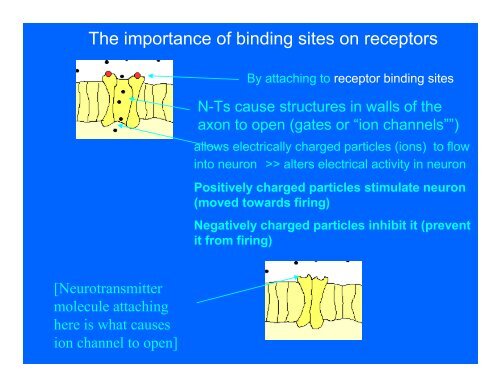 Neurons & Neurotransmitters A typical neuron