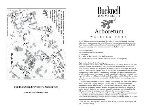 How to Identify the American Basswood, Washington University Arboretum