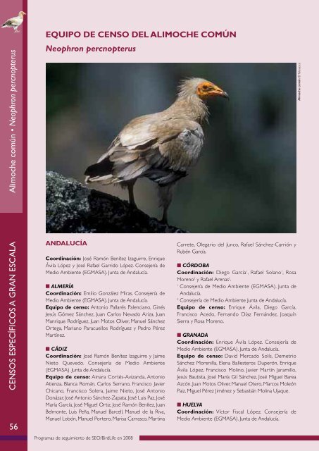 Aquila chrysaetos - SEO/BirdLife