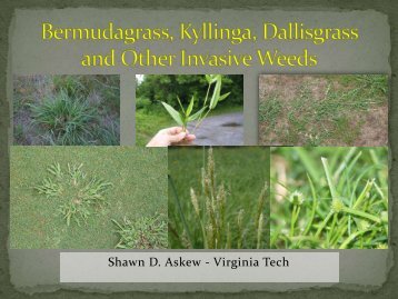 Bermudagrass_Kyllinga_Dallisgrass_Golf