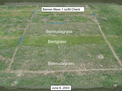 Bermudagrass_Kyllinga_Dallisgrass_Golf